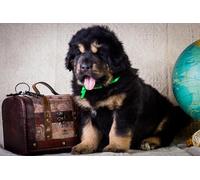 OZLHSP Jeu Enfant Puzzle 500 pièces Chiot Dogue du Tibet 52x38cm