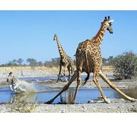 OZLHSP Jeu Enfant Puzzle 500 pièces Girafes Animaux 52x38cm