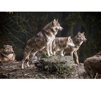 OZLHSP Jeu Enfant Puzzle 500 pièces Les Loups sont des Animaux de Meute 52x38cm