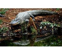 OZLHSP Jeune Adulte Puzzle 500 Pieces Animaux Crocodiles 52x38cm
