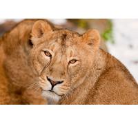 OZLHSP Jeux Enfant Puzzle 1000 pièces Animaux Lions Grands félins 75x50cm