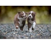 OZLHSP Jeux Enfant Puzzle 1500 pièces Chiot Border Collie Animal 87x57cm