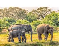 OZLHSP Jeux Enfant Puzzle 500 pièces Éléphants bébés 52x38cm