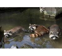 OZLHSP Jeux Enfant Puzzle 500 pièces ratons laveurs 52x38cm