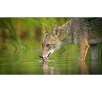 OZLHSP Jeux Enfants Puzzle 1500 pièces Animaux Loups 87x57cm