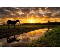 OZLHSP Jeux Enfants Puzzle 500 pièces Cheval Animal 52x38cm