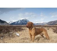 OZLHSP Jeux Enfants Puzzle 500 pièces Croquettes pour Chien de Bordeaux 52x38cm