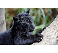 OZLHSP Jeux Enfants Puzzle 500 pièces Grands félins 52x38cm