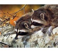 OZLHSP Jeux Enfants Puzzle 500 pièces Ratons laveurs Animaux 52x38cm