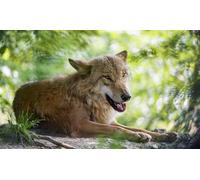 OZLHSP Jeux Puzzle 1500 pièces Animaux Loups 87x57cm