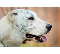 OZLHSP Jeux Puzzle 500 pièces Berger d'Asie Centrale 52x38cm