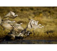 OZLHSP Jeux Puzzle 500 pièces Cigognes Animal 52x38cm