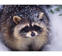 OZLHSP Jeux Puzzle 500 pièces Ratons laveurs Animaux 52x38cm