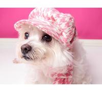 OZLHSP Passe Temps Adulte Puzzle 1000 Piece Bichon Havanais Yorkshire 75x50cm