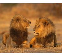 OZLHSP Passe Temps Adulte Puzzle 1000 Piece Lions Grands Animaux 75x50cm