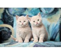 OZLHSP Passe Temps Adulte Puzzle 500 Piece Animaux Chats British Shorthair Chatons 52x38cm