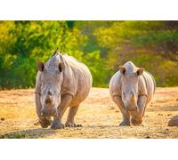 OZLHSP Passe Temps Adulte Puzzle 500 Piece Animaux rhinocéros 52x38cm