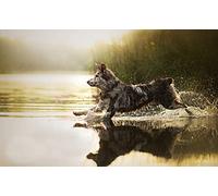 OZLHSP Passe Temps Adulte Puzzle 500 Piece Sira 52x38cm