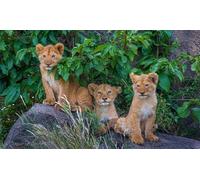 OZLHSP pulze Adulte Puzzle 1000 Piece Lions Grands félins Lionceaux Animaux 75x50cm