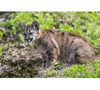 OZLHSP pulze Adulte Puzzle 1500 Piece Cougars Grands félins 87x57cm