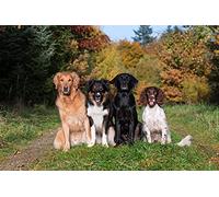 OZLHSP Puzzel 1500 pièces Animal Épagneul Retriever Border Collie 87x57cm