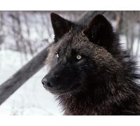 OZLHSP Puzzel 1500 pièces Loups Animaux 87x57cm