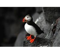 OZLHSP Puzzel 500 pièces Macareux Moines Animaux 52x38cm