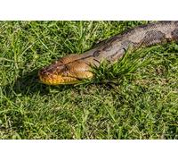 OZLHSP Puzzle 1000 Animaux Serpents 75x50cm
