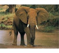 OZLHSP Puzzle 1000 PièCes Adultes Éléphants Animal 75x50cm