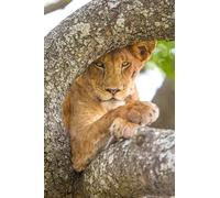 OZLHSP Puzzle 1000 PièCes Lions Grands félins Animaux 75x50cm