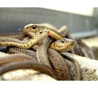 OZLHSP Puzzle 1000 Pieces Adulte Animaux Serpents 75x50cm