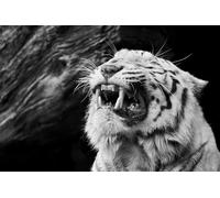 OZLHSP Puzzle 1000 Pieces Adultes Tigres Grands félins Animaux 75x50cm