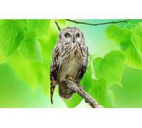 OZLHSP Puzzle 1000 pièces Enfant Animaux hiboux 75x50cm