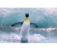 OZLHSP Puzzle 1000 pièces Enfant Pingouins Animal 75x50cm