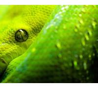 OZLHSP Puzzle 1500 PièCes Serpents Animaux 87x57cm
