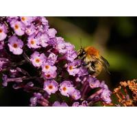 OZLHSP Puzzle 1500 Piece 3D Abeilles Insectes Animaux 87x57cm