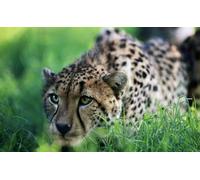 OZLHSP Puzzle 1500 Piece 3D Chats Animaux 87x57cm