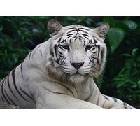 OZLHSP Puzzle 1500 Piece Tigres Grands félins Animaux 87x57cm