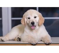 OZLHSP Puzzle 1500 Pieces Adultes Chiots Golden Retriever Animaux 87x57cm