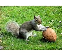 OZLHSP Puzzle 1500 Pieces Adultes Écureuil Noix de Coco Animal 87x57cm