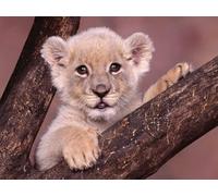 OZLHSP Puzzle 1500 Pieces Adultes Lions Grands félins 87x57cm