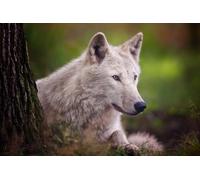 OZLHSP Puzzle 1500 Pieces Adultes Loups Animal 87x57cm