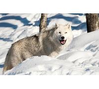 OZLHSP Puzzle 1500 pièces Adultes Loups Animal 87x57cm