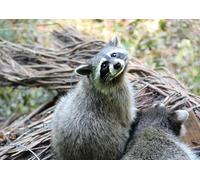 OZLHSP Puzzle 1500 pièces Adultes Ratons laveurs Animaux 87x57cm