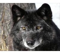 OZLHSP Puzzle 1500 pièces Enfant Garcon Animaux Loups 87x57cm