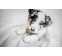 OZLHSP Puzzle 1500 pièces Enfant Garcon Chiot Border Collie Animal 87x57cm