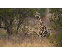 OZLHSP Puzzle 1500 pièces Enfant Girafes Animaux 87x57cm