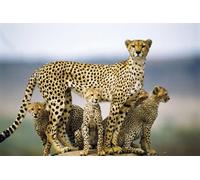 OZLHSP Puzzle 1500 Pieces Enfant Guépards Grands félins Animaux 87x57cm