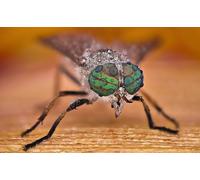 OZLHSP Puzzle 1500 pièces Enfant Insectes Taon Animal 87x57cm