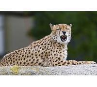 OZLHSP Puzzle 1500 Pieces oeuvre d Art Guépard Grands félins Animal 87x57cm